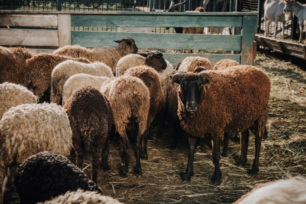 Καμπανάκι στη Θεσσαλία – Έρευνα για τη βιοασφάλεια, αυξήσεις στις αποζημιώσεις