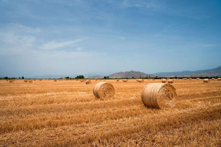 Πόσο άλλαξε ο θεσσαλικός κάμπος τα τελευταία 20 χρόνια; – Από την παραδοσιακή γεωργία στις νέες προκλήσεις της εποχής