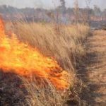 Πρόστιμο 1.406 ευρώ για καύση ξηρών χόρτων στην περιοχή των Φαρσάλων
