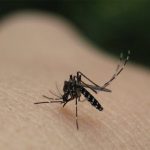 Ιός Δυτικού Νείλου: Τρία κρούσματα στον Δήμο Φαρσάλων – Τι δείχνουν τα τελευταία στοιχεία