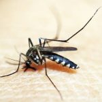 Σε επιφυλακή για τον ιό του Δυτικού Νείλου ο Δήμος Φαρσάλων – Τι πρέπει να προσέξουν οι πολίτες