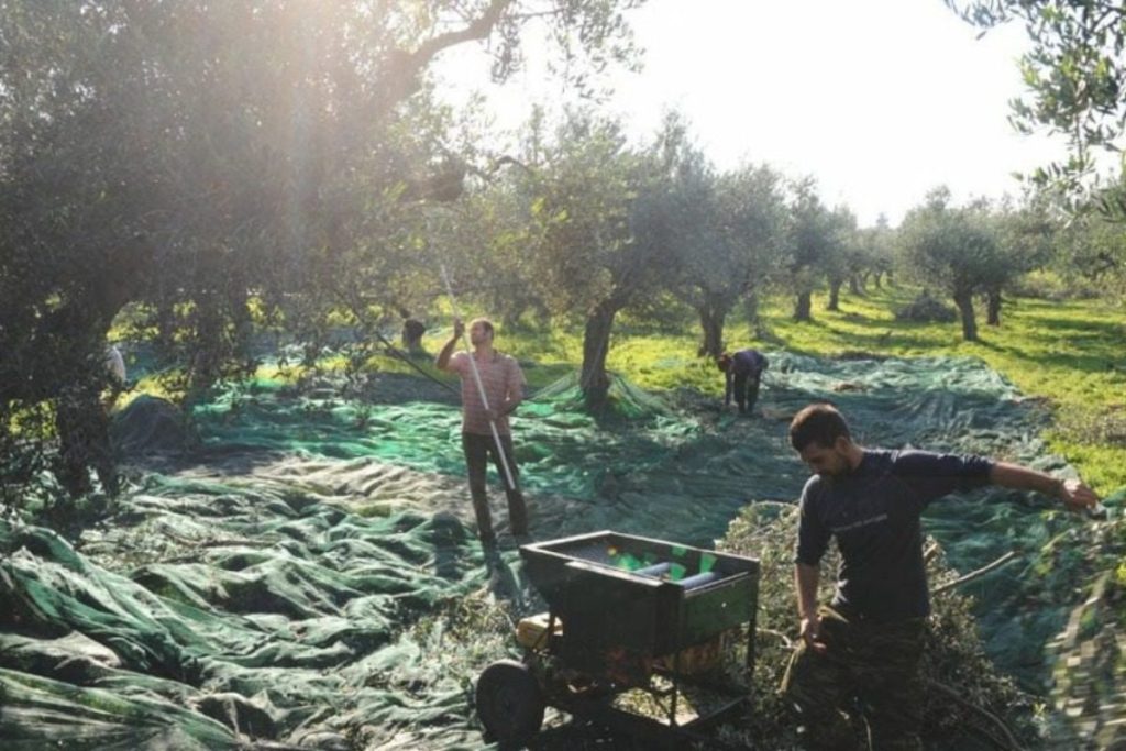 Μέχρι τις 30 Οκτωβρίου η εξόφληση των εισφορών του ΕΛΓΑ για το 2025
