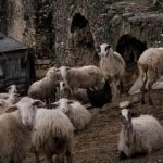 Φάρσαλα: Σύλληψη κτηνοτρόφου για βόσκηση 50 αιγοπροβάτων κατά παράβαση των μέτρων για την ευλογιά